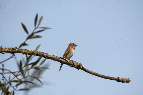 Grauschnäpper auf dem Vogezug gen Süden  (Muscicapa striata) photo