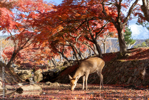 deer in autumn forest