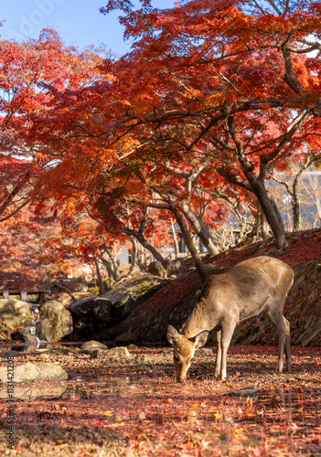 deer in autumn forest