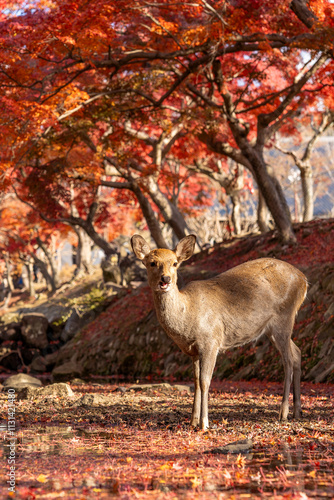 deer in autumn forest