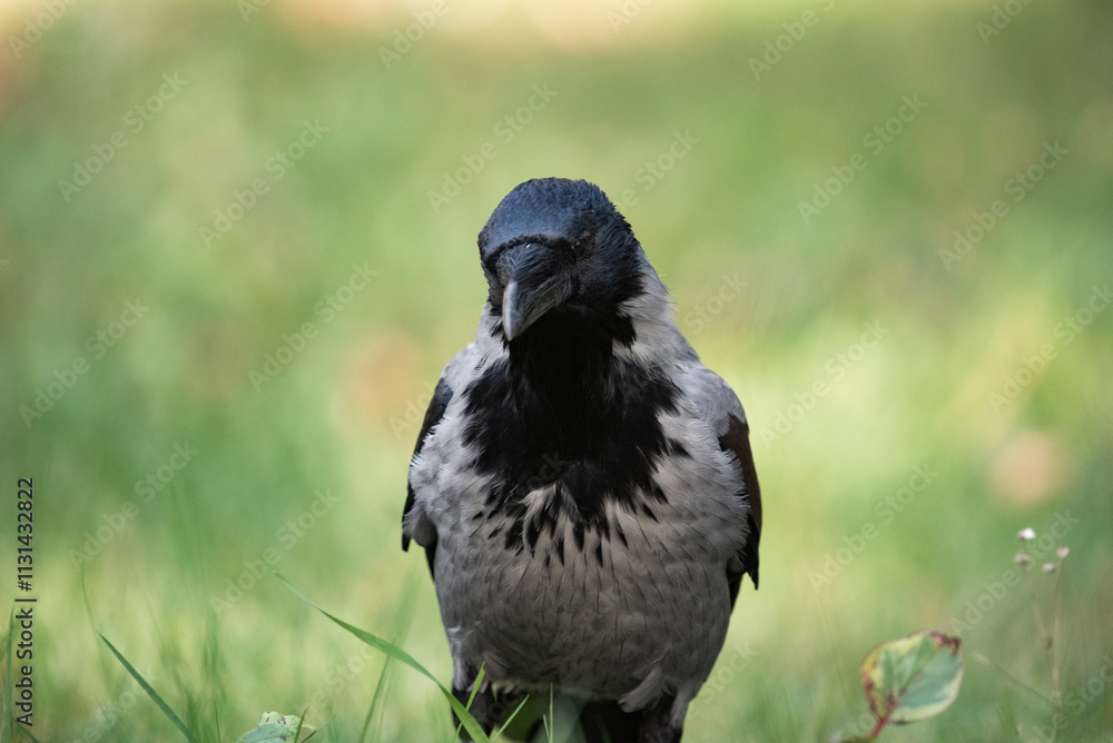 Fototapeta premium crow on the ground
