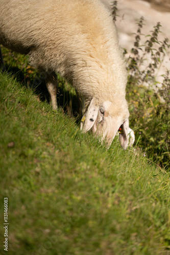 grazing, sheep, nature, mountain, peaceful, animals, grass, brown, white, summer, rural, rocky, valley, tags, herd, greenery, highlands, environment, nature photo