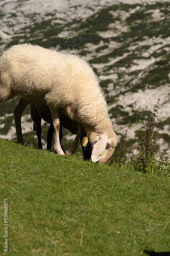 grazing, sheep, nature, mountain, peaceful, animals, grass, brown, white, summer, rural, rocky, valley, tags, herd, greenery, highlands, environment, nature photo