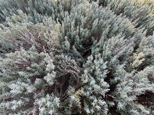 Thymus vulgaris is a fine herb with green leaves. Close-up background of gray-green leaves of garden thyme. Common thyme, Compactus, German thyme, or just thyme. Mint family Lamiaceae. Fresh spice.
 photo