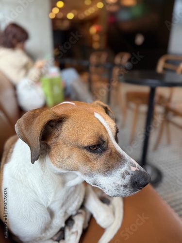 portrait of a dog lying on couch sofa of dog-friendly cafe, looking outside of the window
