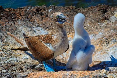 Blue-Footed Boobies in their Nest with their baby on Isla Isabela on Galapagos Archipelago, Ecuador