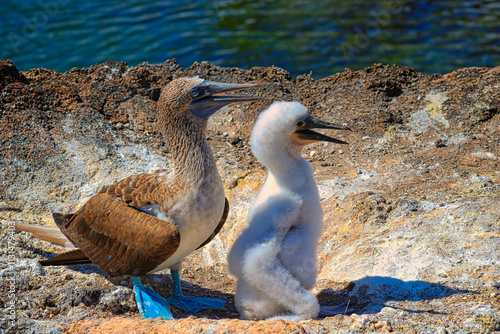 Blue-Footed Boobies in their Nest with their baby on Isla Isabela on Galapagos Archipelago, Ecuador