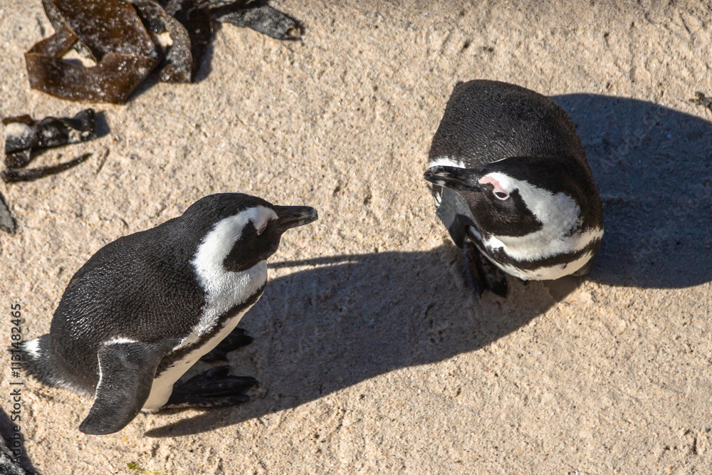 Fototapeta premium Exposure of Boulders Beach aka Boulders Bay, popular spot because it is the only African beach where Penguins can be seen, Cape Town, South Africa