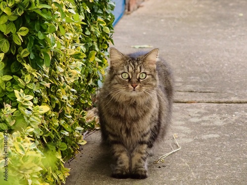cat in the garden