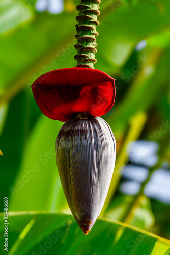 Blue Java Banana Flower Bud from banana plant