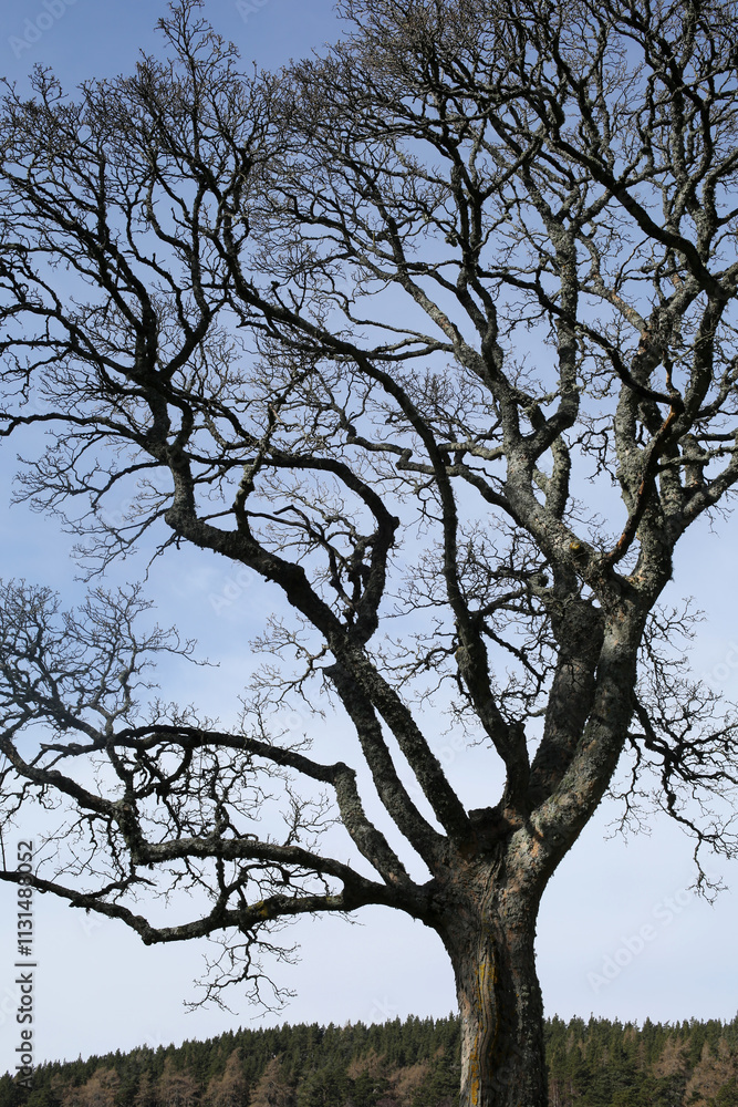 Fototapeta premium Isolated tree in early spring - Knock Castle - Ballater - Aberdeenshire - Scotland - UK