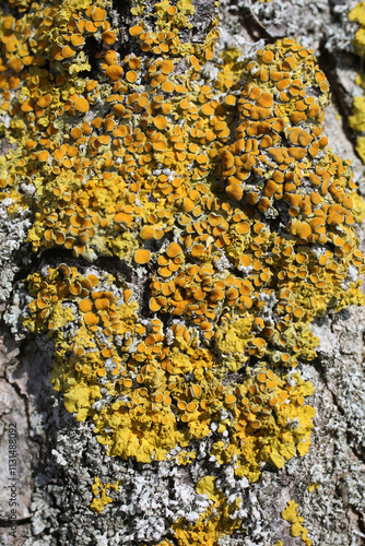 Lichens on rock - Xanthoria parietina