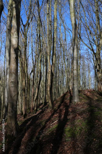 Trees in Dunnottar woodlands in early spring - Stonehaven - Aberdeenshire - Scotland - UK photo