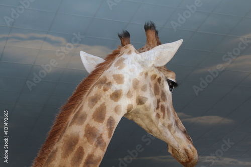 Sticker giraffe in the zoo