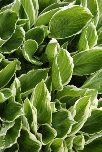 Hosta albomarginata - Plantain lily - Asparagaceae photo