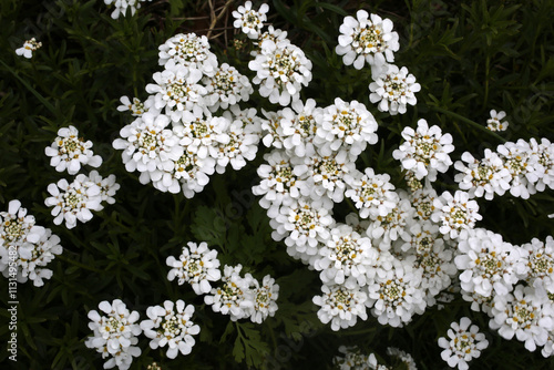 Εκτύπωση καμβά Achillea millefolium inflorescence - Yarrow - Common yarrow - Asteraceae