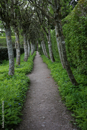 Alleway with trees and beds of Omphalodes verna - Boraginaceae - Cawdor Castle gardens - Nairn - Highlands - Scotland photo