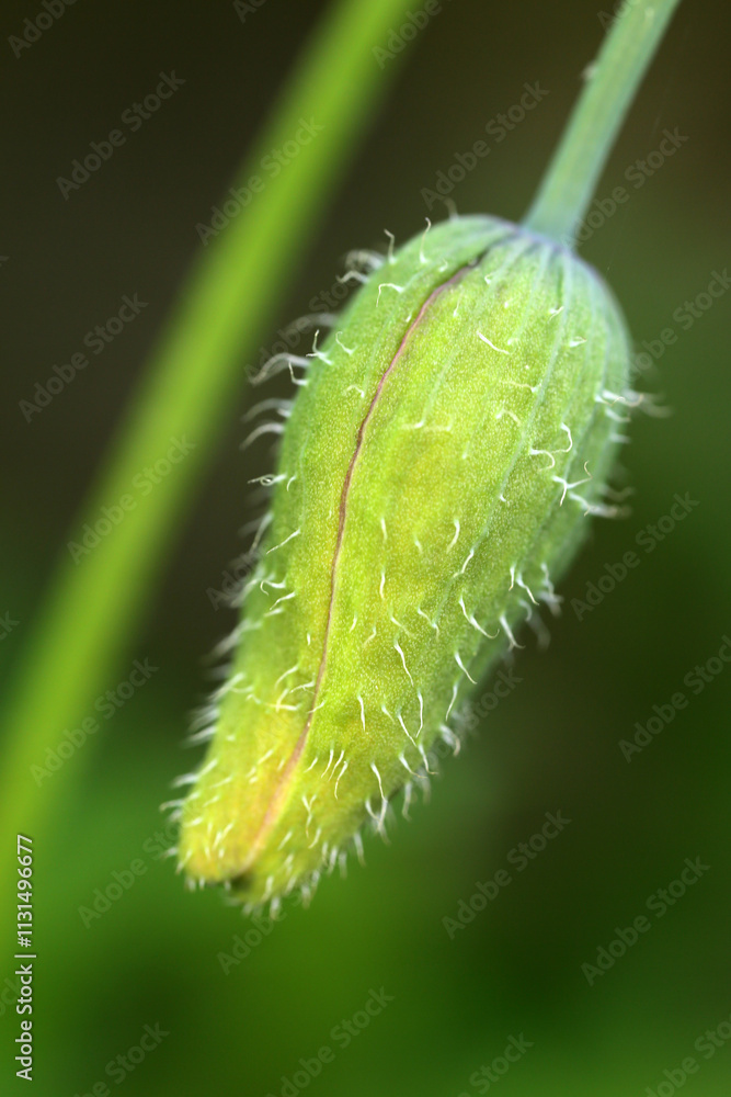 Fototapeta premium Close-up of a yellow poppy flower - Papaver hybridum