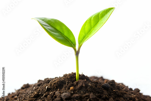 Wallpaper Mural A small green plant sprouts from dark soil, symbolizing growth, renewal, and the vitality of nature against a bright background. Torontodigital.ca