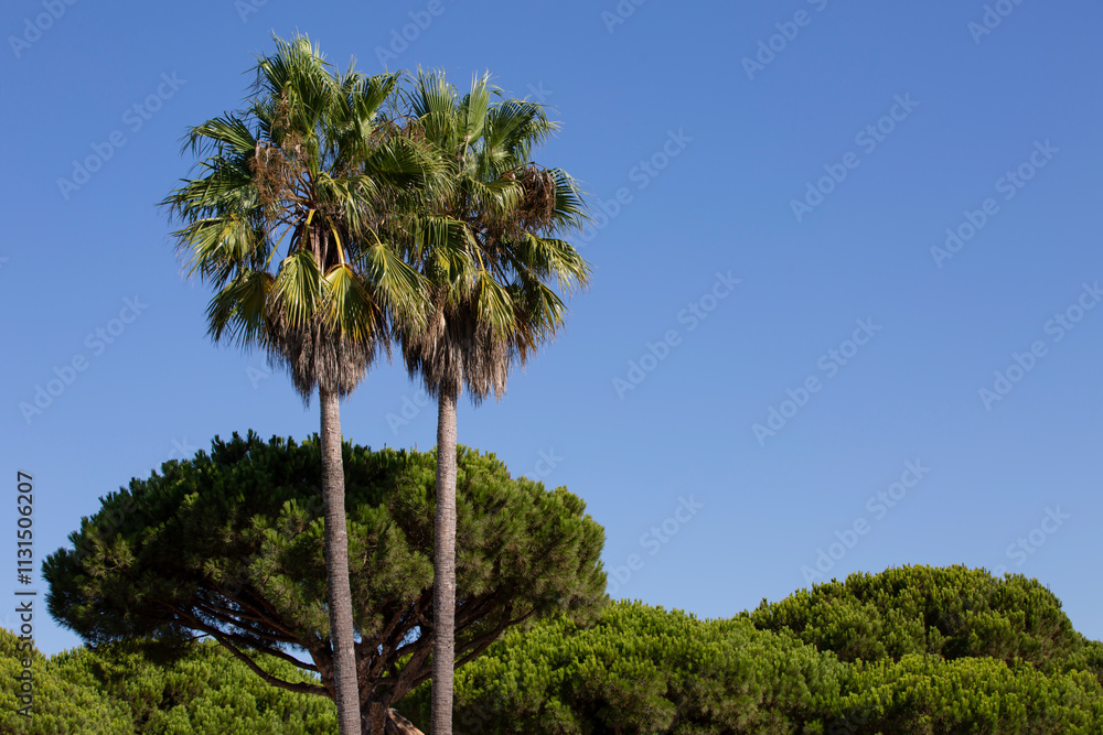 Fototapeta premium Detalle de palmeras con cielo azul