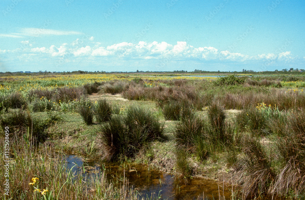 Obraz premium Iris des marais, Juncus acutus, Jonc piquant, Parc naturel régional de Camargue, Bouches du Rhône
