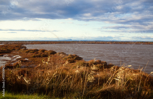 sansouïre, Obione, salicorne, Parc naturel régional de Camargue, Bouches du Rhône, France photo