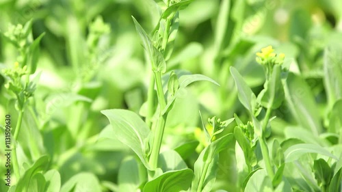 Wallpaper Mural 텃밭에서 자라는 녹색 청경채 Torontodigital.ca