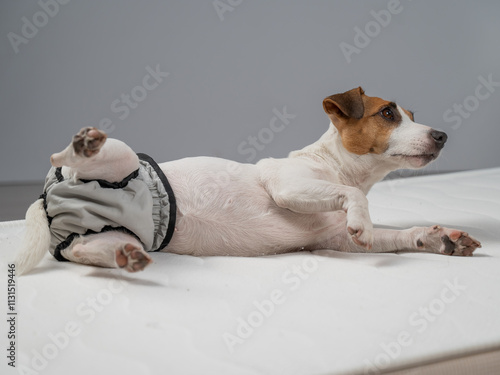 Jack Russell Terrier dog lying on bed in reusable diapers.  photo