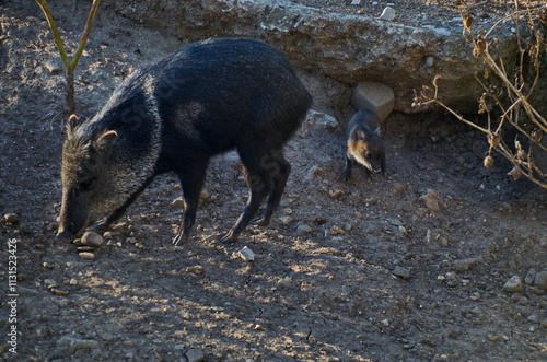 Collared peccary, musk or Mexican pig on a walk with her young child in a hard to reach area, Sofia, Bulgaria 