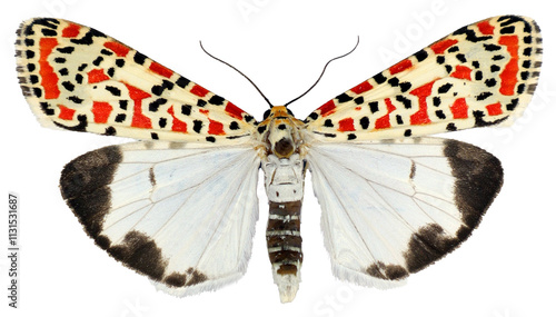 Beautiful Utetheisa pulchella moth with striking patterns resting on a surface photo