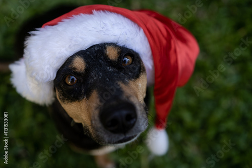 Pet de Natal