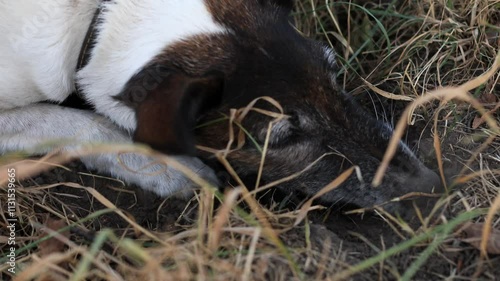 A curious dog is digging excitedly in a grassy area, searching for hidden objects. The playful activity showcases the dog's determination and instinctive behavior 