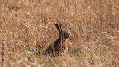 Fototapeta Naklejka Na Ścianę i Meble -  Zając chowający się w trawie