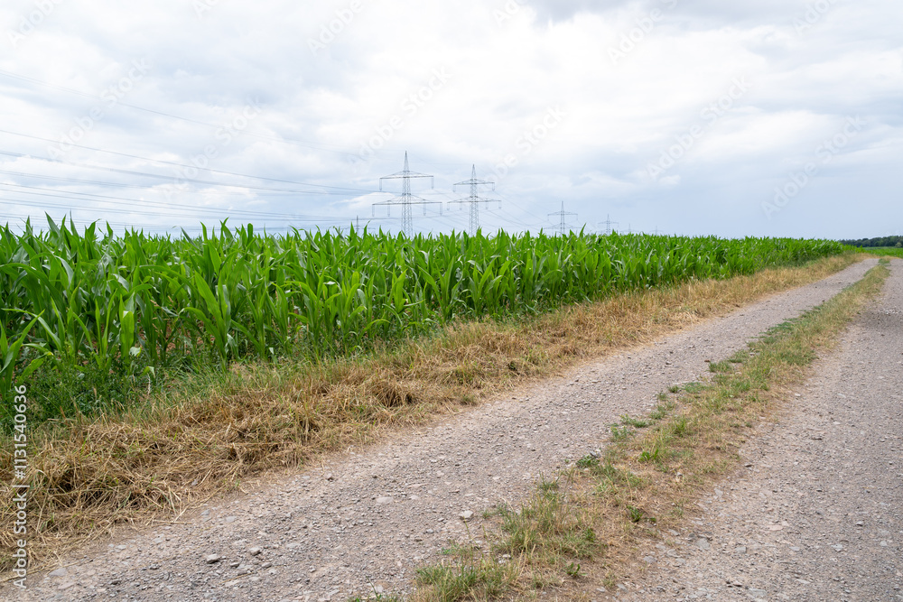 Obraz premium Farm road with a cornfield 