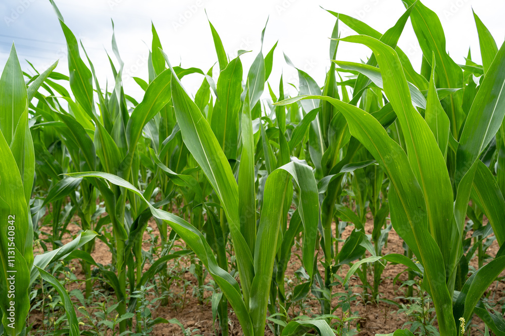 Obraz premium Cornfield with a cloudy sky in spring 