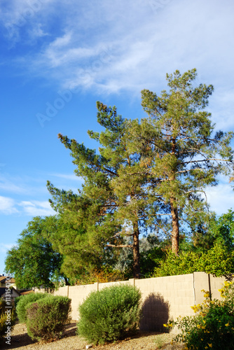 Gigantic Afgan Eldarica pine trees along with xeriscaped roadside in Arizona warm later Autum photo