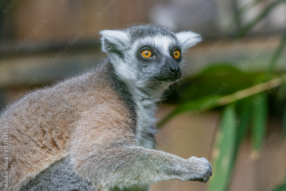 Fototapeta premium Ring-tailed Lemur