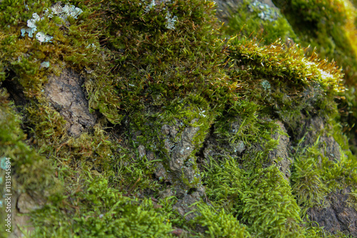 Rich texture of bark with moss and lichen. A versatile backdrop for nature-inspired visuals. photo