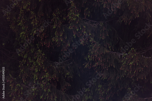 moody and minimalistic image of a coniferous forest