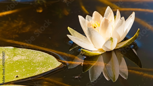 Nymphaea alba, white waterlily, near Bad Griesbach im Rottal, Passau, Bavaria, Germany photo