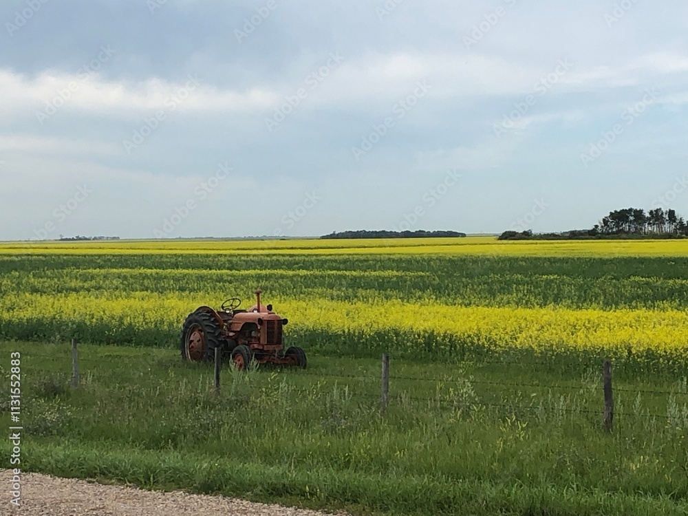 Obraz premium tractor in yellow field