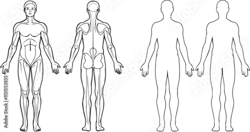Anatomical Illustration of the Human Body Vector Illustration