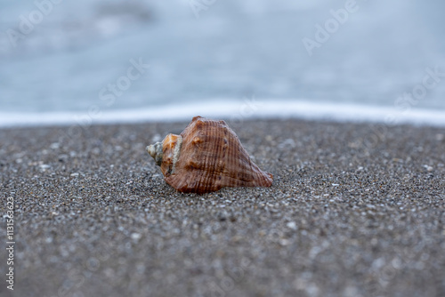 A shell is laying on the sand, with the ocean in the background