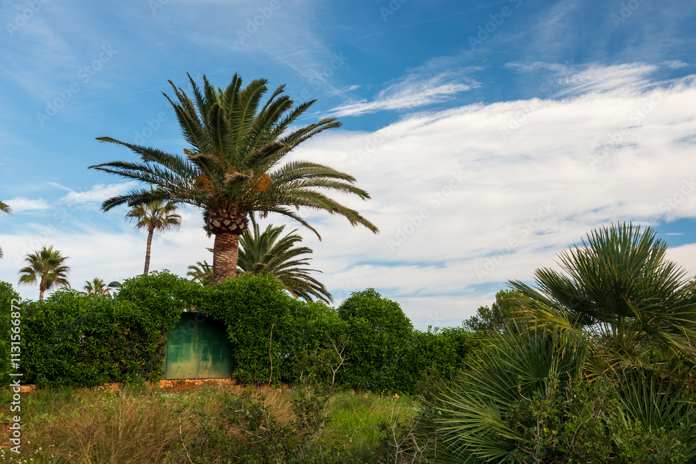 Fototapeta premium Im Naturpark Serra d'Irta bei Alcossebre, Provinz Castellón, Autonome Gemeinschaft Valencia, Spanien