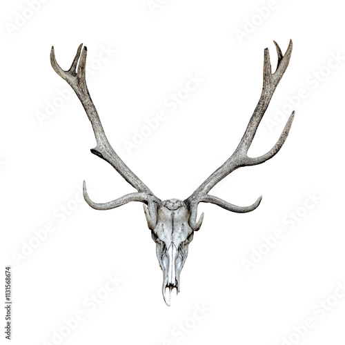 Red deer skull isolated on white background Aged gray skull with horns Cervus elaphus