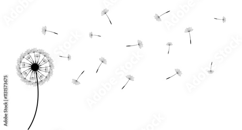 dandelion flower 