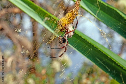 Close-up of golden orb-weaver spider in intricate web, highlighting vibrant patterns and delicate details photo