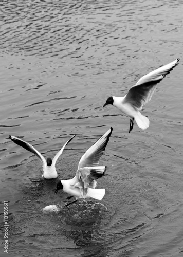 seagulls in flight for food