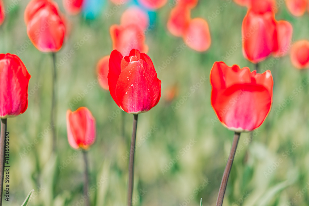 Obraz premium Close-up of blooming tulips, vibrant red petals, green leaves and stems, outdoors, blurred background suggesting field or garden, shallow depth of field, focus on texture and detail