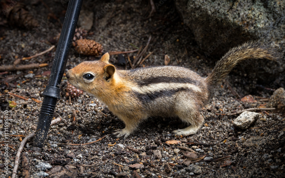 Closeup of a curious chipmunk near Lake Tahoe, California